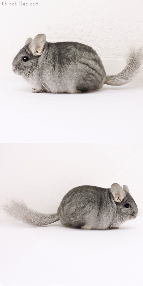 15247 Blocky Premium Production Quality Sapphire ( Ebony Carrier ) Female Chinchilla