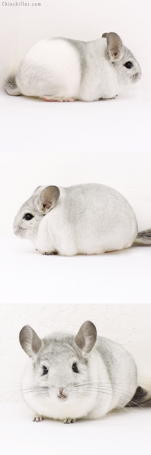 15245 Blocky Show Quality Silver Mosaic Female Chinchilla