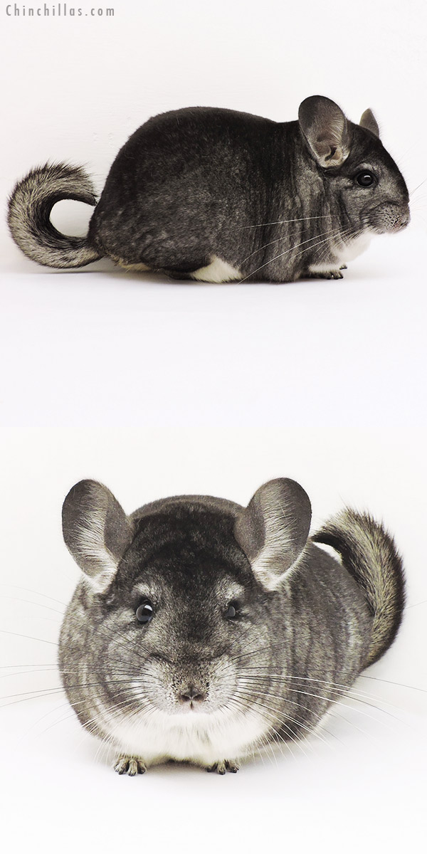 15248 Extra Large Premium Production Quality Standard Female Chinchilla