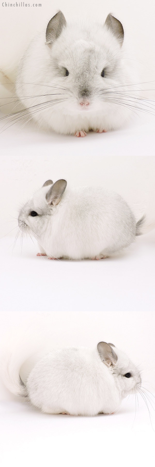 15263 White Mosaic  Royal Persian Angora Male Chinchilla