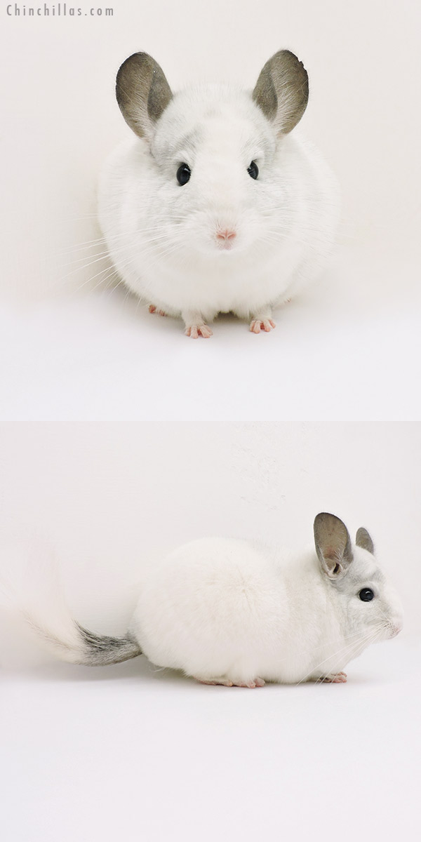 15246 Show Quality White Mosaic ( Sapphire Carrier ) Female Chinchilla