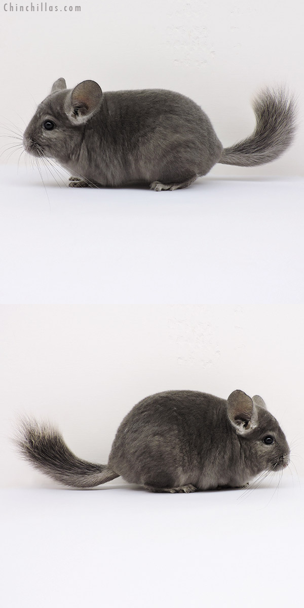 15274 Show Quality Wrap Around Violet Female Chinchilla