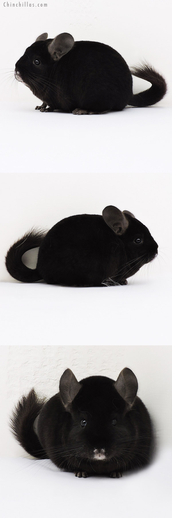 15289 Show Quality Ebony Female Chinchilla