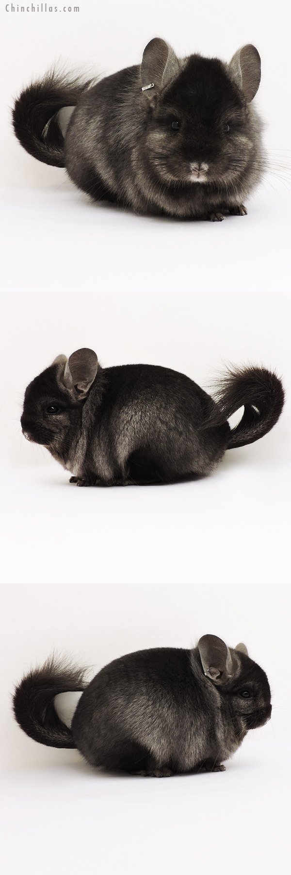 15237 Exceptional Ebony  Royal Persian Angora Male Chinchilla