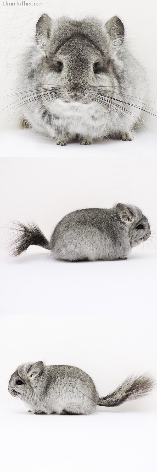 15288 Standard  Royal Persian Angora Female Chinchilla w/ lion mane