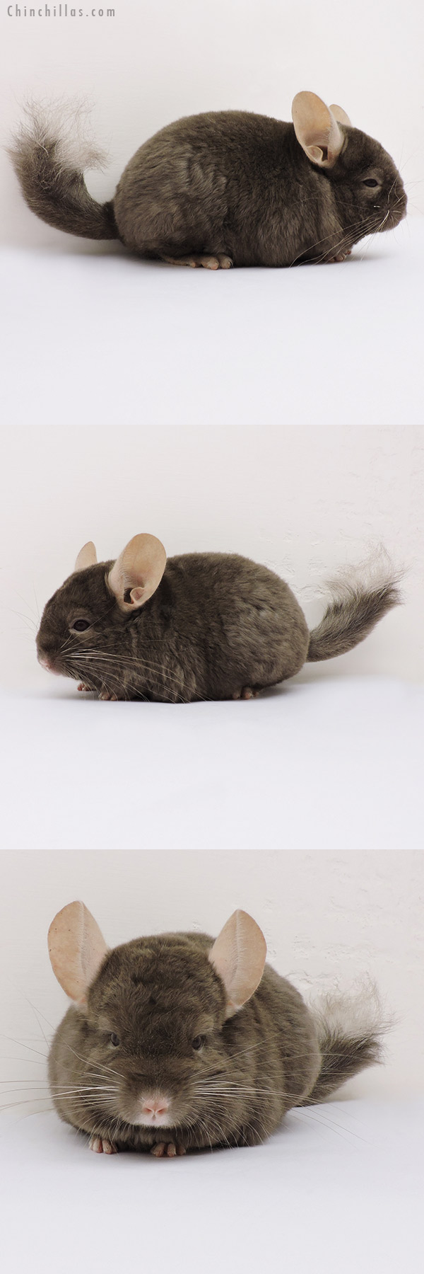 15277 Dark Tan Quasi Locken Female Chinchilla