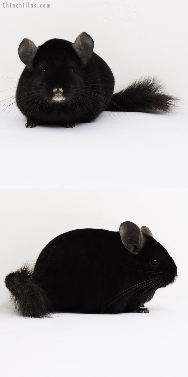 15290 Large Blocky Premium Production Quality Ebony Female Chinchilla