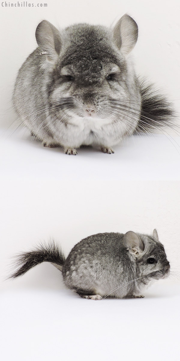 15287 Standard ( Violet Carrier )  Royal Persian Angora Male Chinchilla