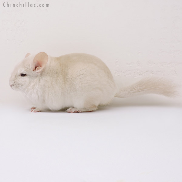 15279 Large Blocky Exceptional Goldbar Female Chinchilla