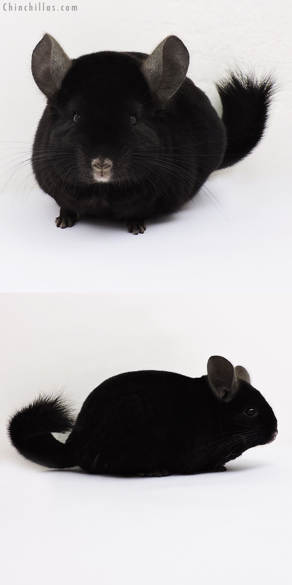 15292 Large Show Quality Ebony Female Chinchilla