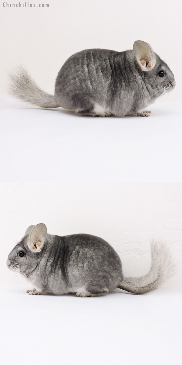 15294 Blocky Premium Production Quality Sapphire Female Chinchilla