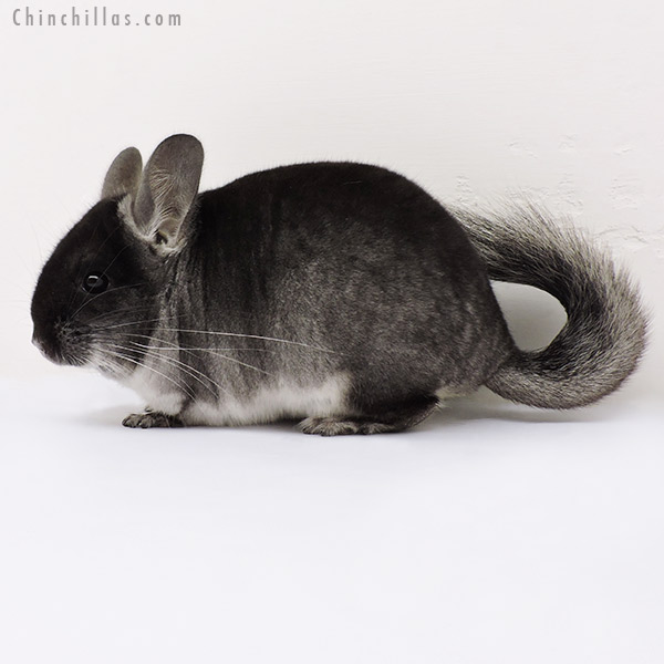 15296 Black Velvet (  Royal Persian Angora Carrier ) Male Chinchilla