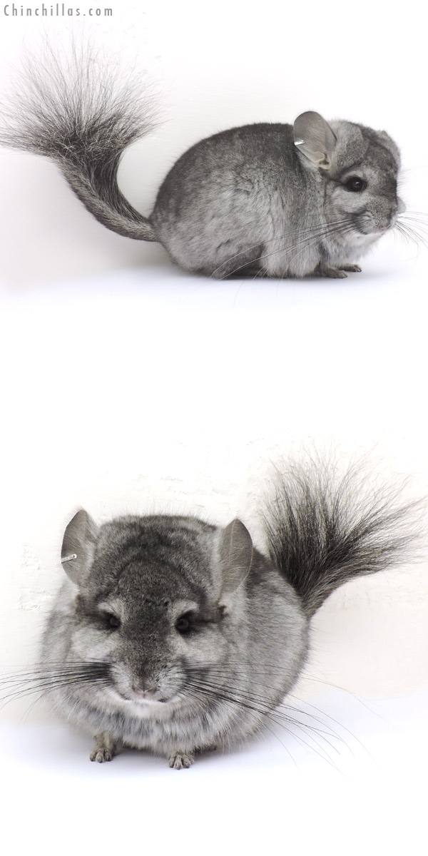 15160 Standard  Royal Persian Angora Female Chinchilla