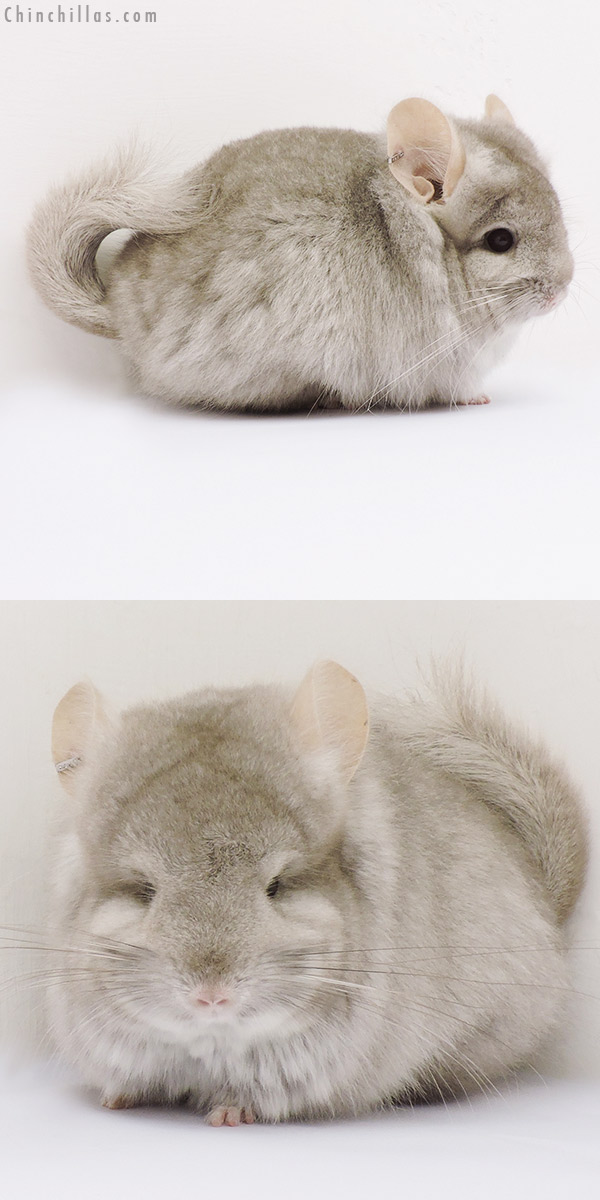 15161 Beige  Royal Persian Angora Female Chinchilla