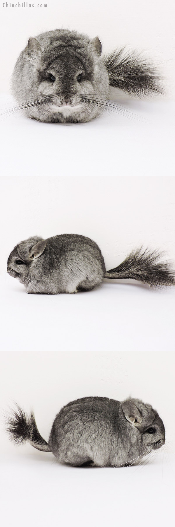 15231 Exceptional Standard  Royal Persian Angora Female Chinchilla