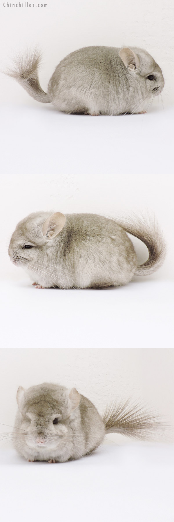 15285 Exceptional Beige  Royal Persian Angora Female Chinchilla