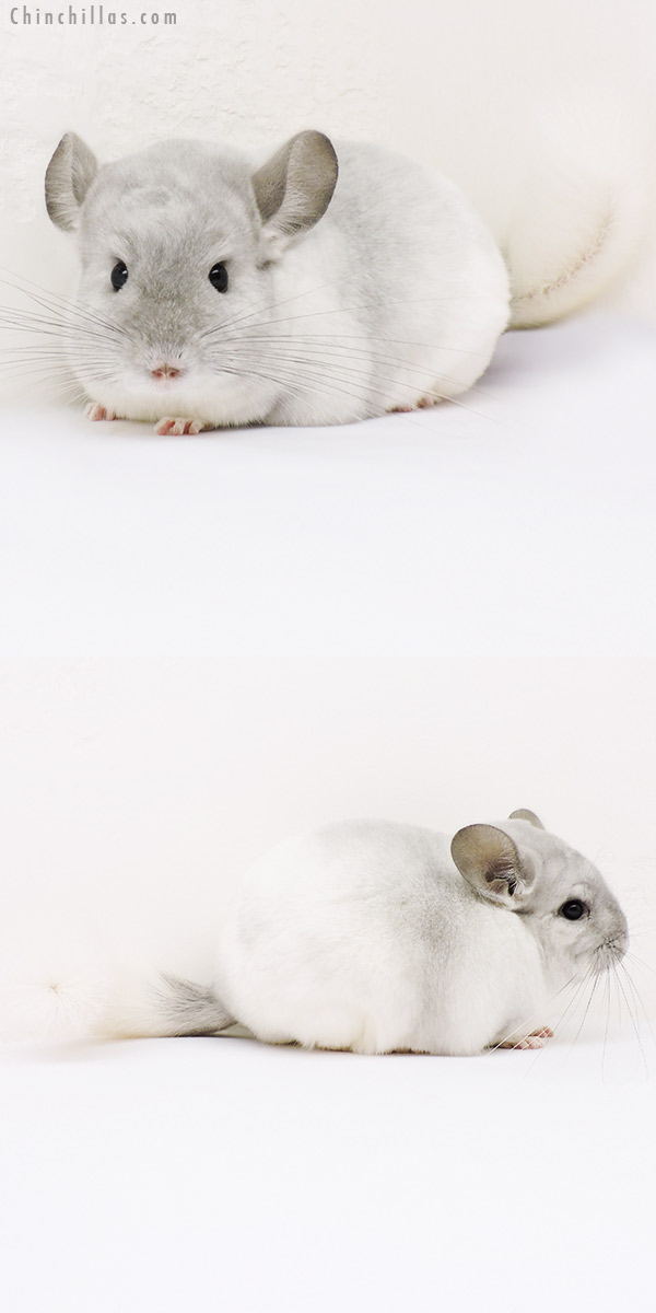 15309 Premium Production Quality Violet & White Mosaic Female Chinchilla