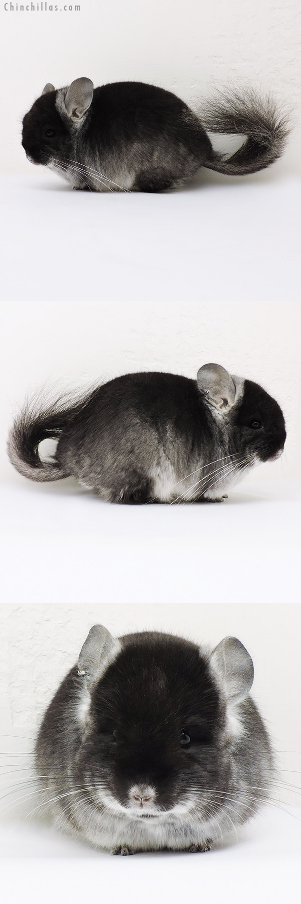 15286 Exceptional Black Velvet  Royal Persian Angora Male Chinchilla