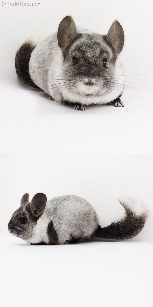 15280 Extreme Ebony Mosaic Quasi Locken Female Chinchilla