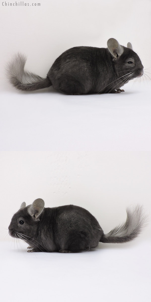 15308 Large Premium Production Quality Dark Wrap Around Sapphire Female Chinchilla