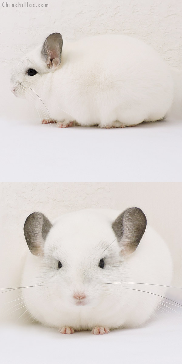 15299 Blocky Show Quality Predominantly White Male Chinchilla