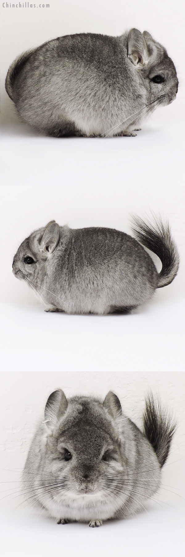 15319 Blocky Exceptional Standard  Royal Persian Angora Male Chinchilla