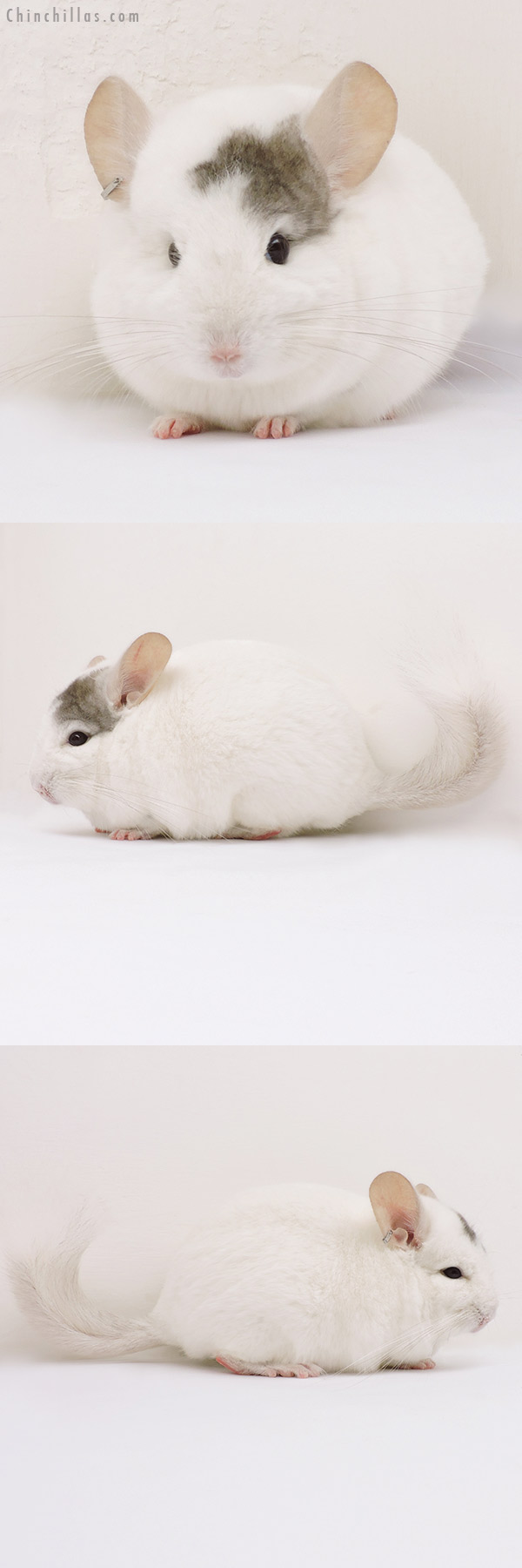 15318 Extreme Beige & White Mosaic (  Royal Persian Angora Carrier ) Male Chinchilla