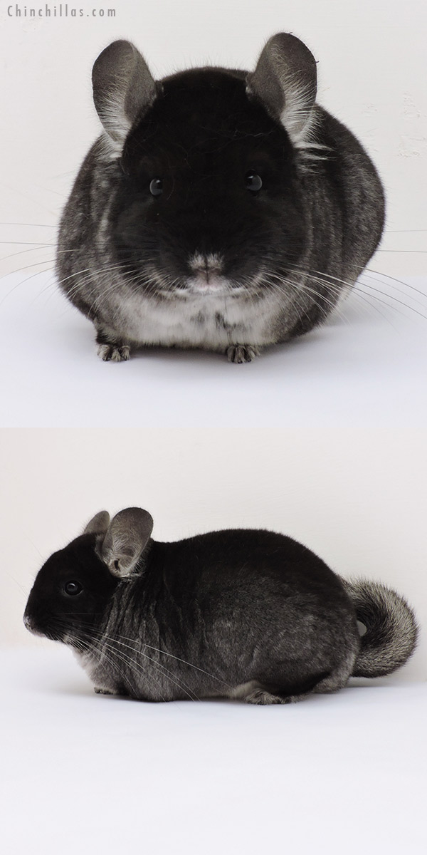 15293 Show Quality Black Velvet Female Chinchilla