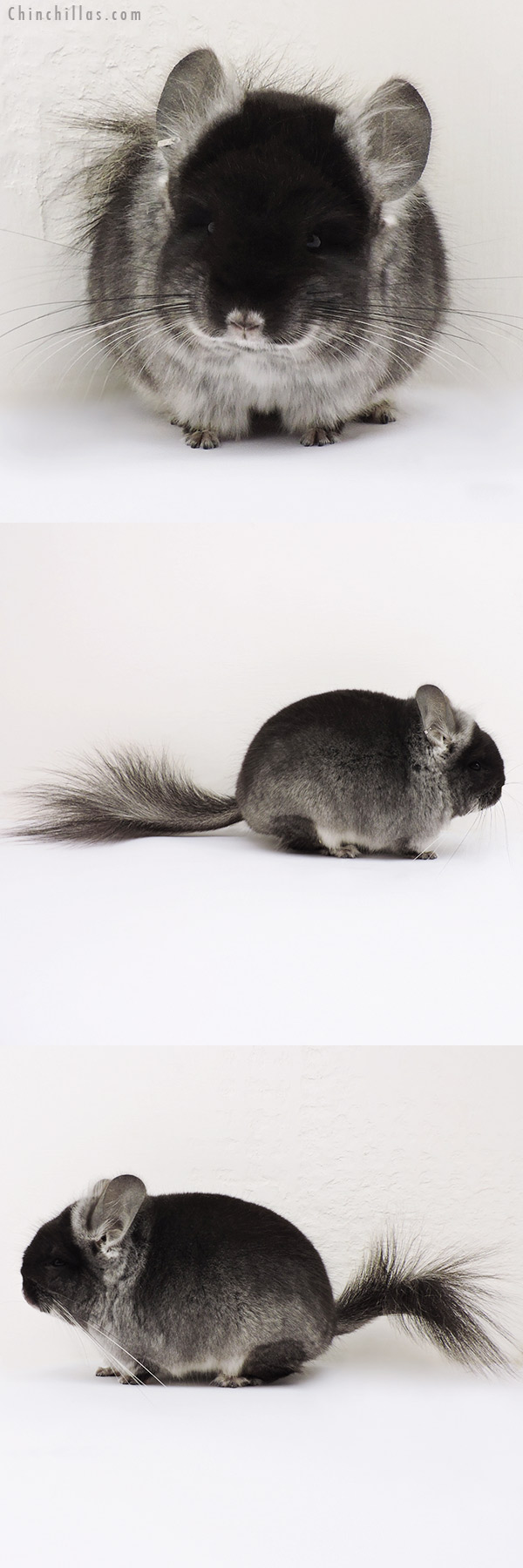 15266 Exceptional Black Velvet  Royal Persian Angora Male Chinchilla