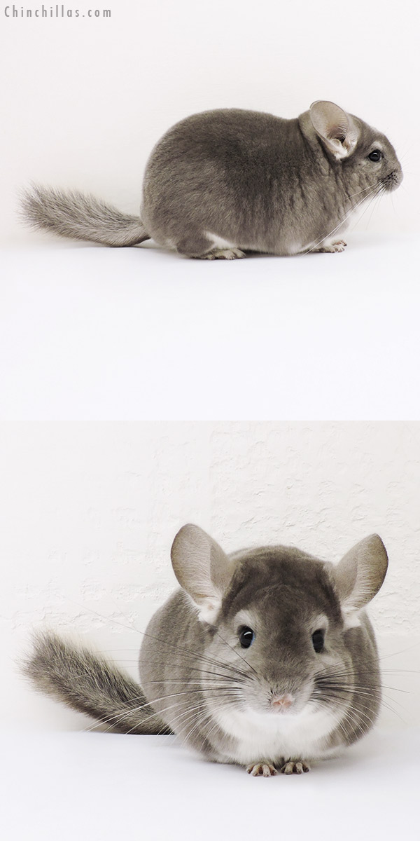 15317 Large Premium Production Quality Violet Female Chinchilla