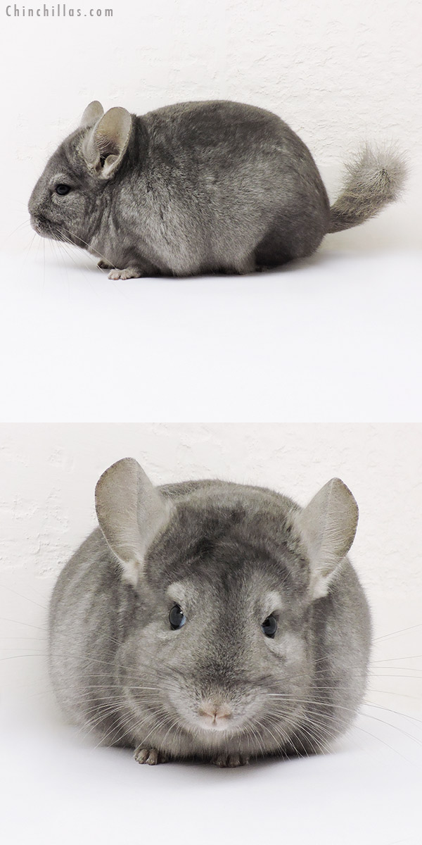 15281 Show Quality Light Wrap Around Sapphire Female Chinchilla