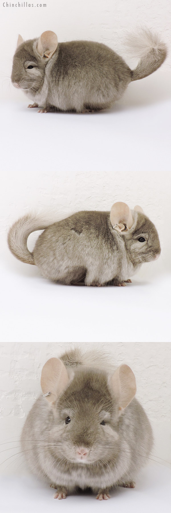 15265 Tan  Royal Persian Angora Male Chinchilla