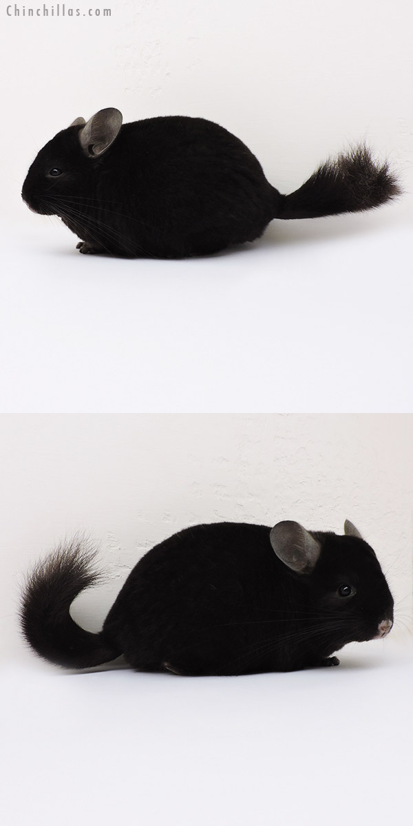 15267 Large Show Quality Ebony Male Chinchilla