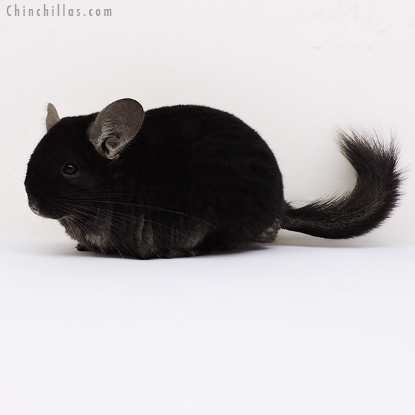 15269 Brevi Type TOV Ebony Male Chinchilla