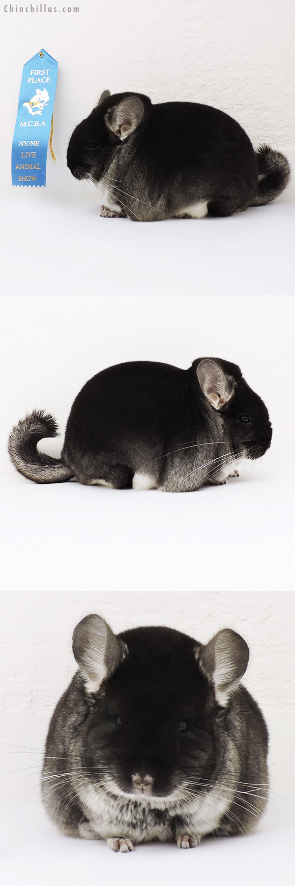 15324 Large Reserve Phase Champion Black Velvet Male Chinchilla