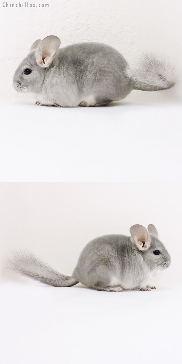 15276 Show Quality Blue Diamond Female Chinchilla