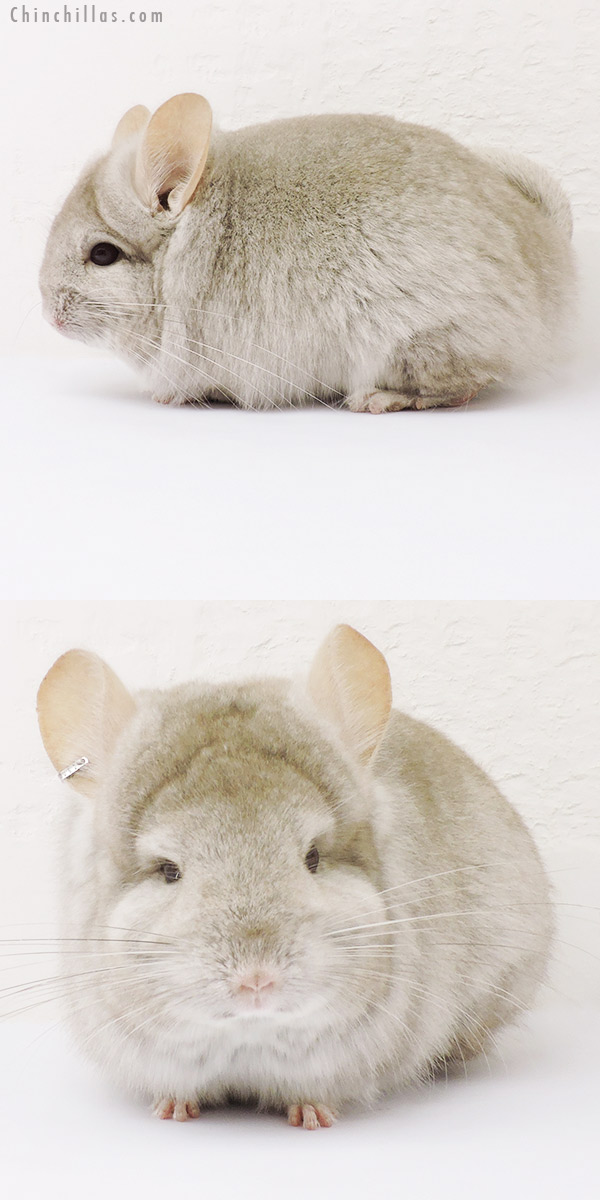 15297 Beige Royal Persian Angora Female Chinchilla