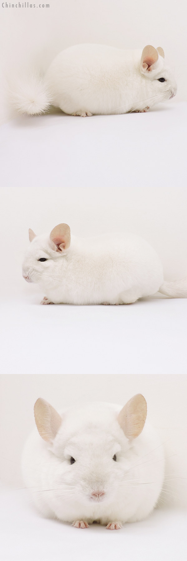 15302 Show Quality Pink White Male Chinchilla