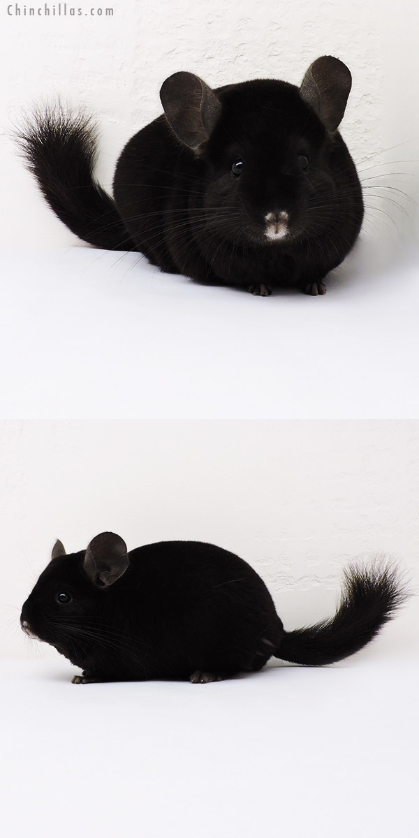 15312 Premium Production Quality Ebony Female Chinchilla