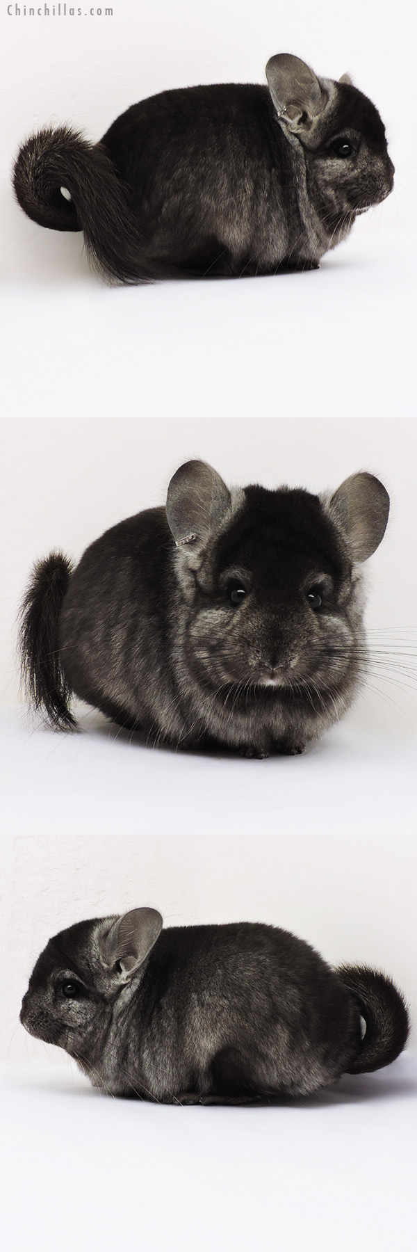 15304 Ebony  Royal Persian Angora Male Chinchilla