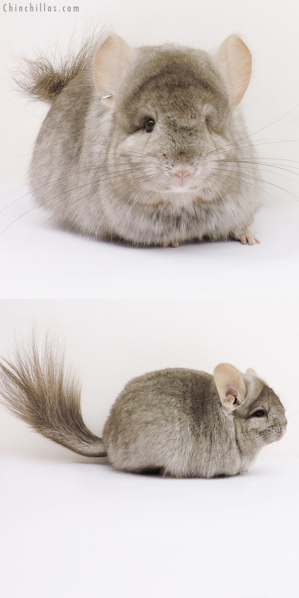 15320 Light Tan  Royal Persian Angora Female Chinchilla