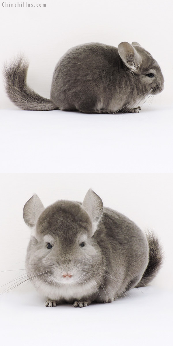 15313 Show Quality Light Wrap Around Violet Female Chinchilla