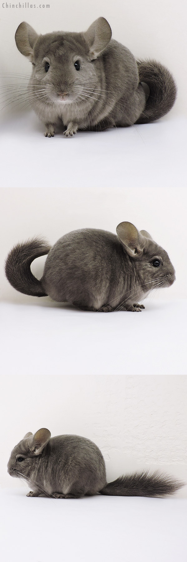 15315 Show Quality Light Wrap Around Violet Female Chinchilla