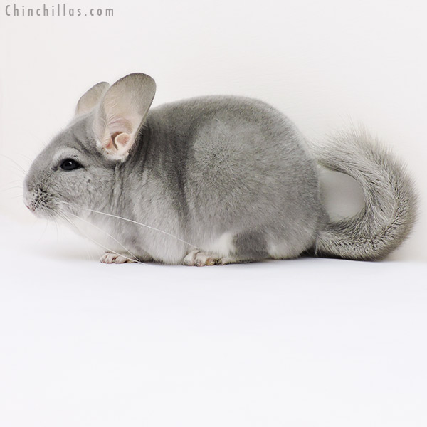 15310 Premium Production Quality Blue Diamond Female Chinchilla