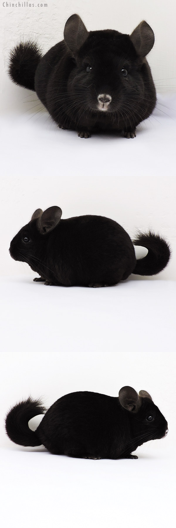 15300 Large Herd Improvement Quality Ebony Male Chinchilla