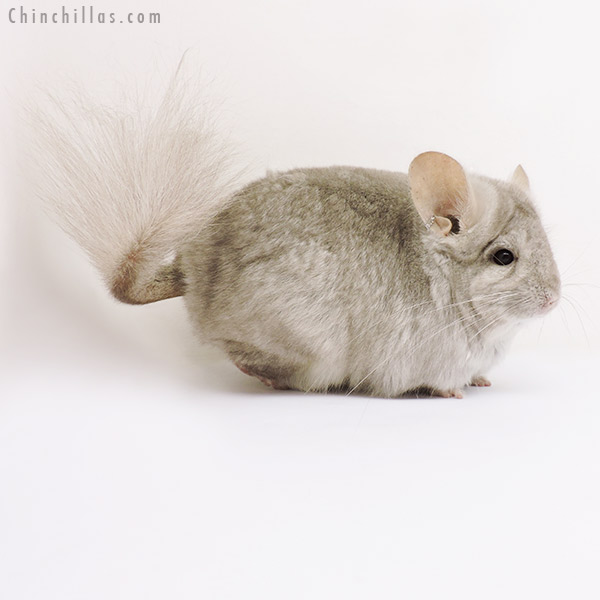 15306 Beige  Royal Persian Angora Female Chinchilla