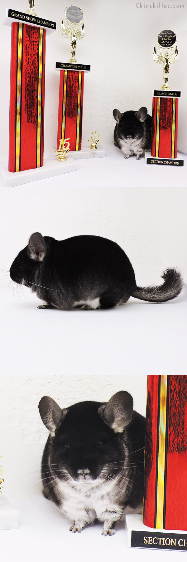 15326 Grand Show Champion - Champion Male Chinchilla of Show - Section Champion Black Velvet Male Chinchilla