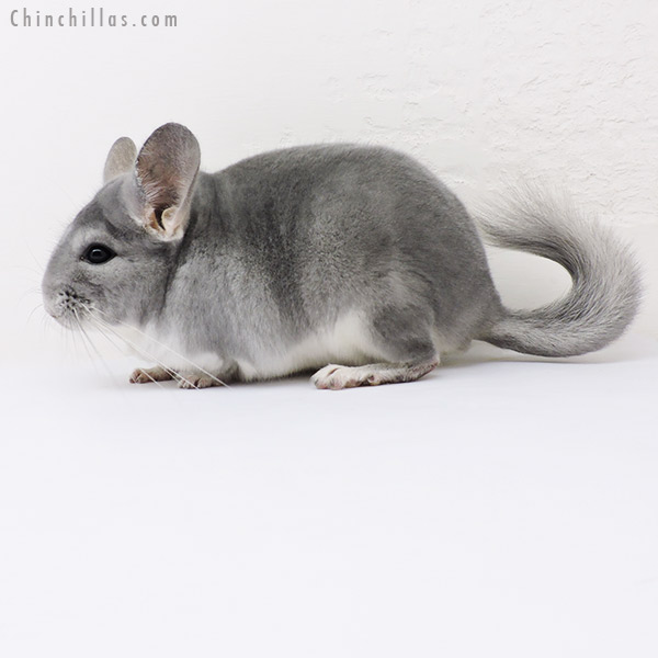 15327 Top Show Quality Blue Diamond Male Chinchilla