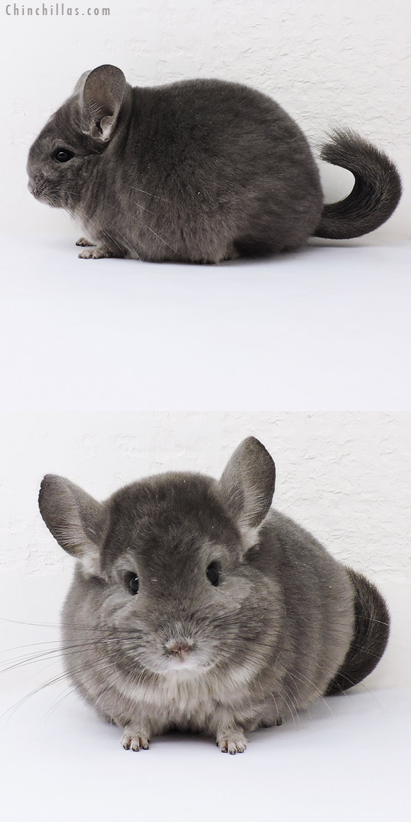 15328 Blocky Show Quality Light Wrap Around Violet Female Chinchilla