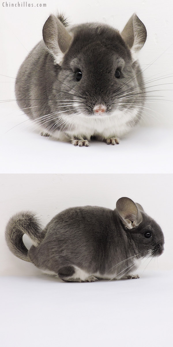 15330 Premium Production Quality TOV Violet Female Chinchilla